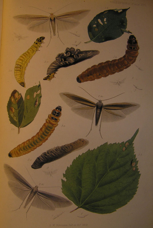 Le Coleophoridae d''Italia